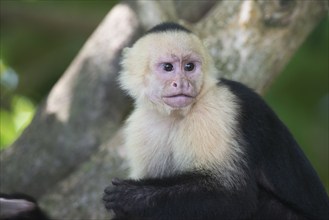 White-shouldered capuchin monkey (Cebus capucinus), Manuel Antonio National Park, Costa Rica,