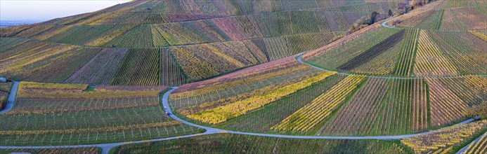 Autumn-coloured vineyards in the Untertürkheim district, autumn in Stuttgart. Aerial view.