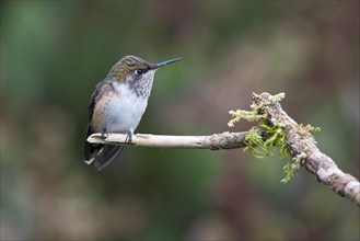 Inaguaster hummingbird (Nesophlox lyura), Parque National Los Quetzales, Costa Rica, Central