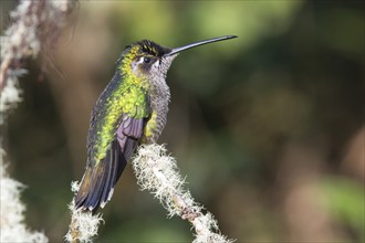 Violet-crowned Brilliant Hummingbird (Eugenes fulgens), Parque National Los Quetzales, Costa Rica,