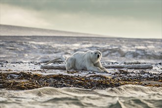 Polar bear (Ursus maritimus), male on the beach, Kvitøya, Svalbard and Jan Mayen archipelago,