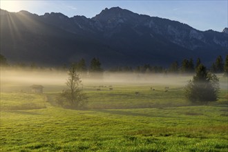 Morning light falls on a misty meadow with some cows and trees in front of a mountain backdrop,