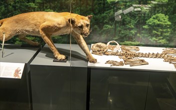 Taxidermy puma big cat, archaeological site and museum of Templo Mayor, Mexico City, Mexico,