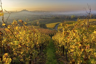 A sunlit vineyard in autumn with yellow leaves and rolling hills in the background, Korb, Rems