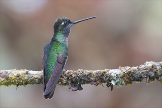 Violet-crowned Brilliant Hummingbird (Eugenes fulgens), Parque National Los Quetzales, Costa Rica,