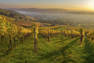 A picturesque vineyard in autumn, surrounded by rolling hills and a misty evening mood, Korb, Rems