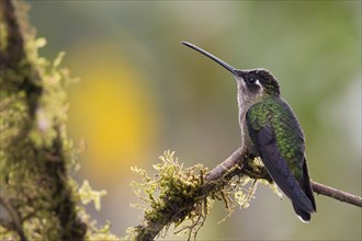 Violet-crowned Brilliant Hummingbird (Eugenes fulgens), Parque National Los Quetzales, Costa Rica,