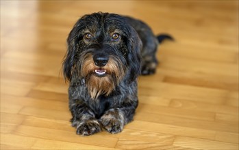 Rough-haired dachshund, male, 3 years, lying on parquet floor, Stuttgart, Baden-Württemberg,