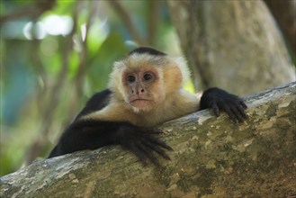 White-shouldered capuchin monkey (Cebus capucinus), Manuel Antonio National Park, Costa Rica,