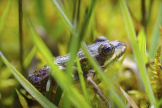 Closeup of a small green frog in the grass