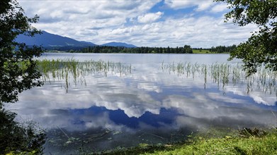 Staffelsee with reeds and Ammergau Alps in the background