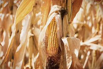 Ripe yellow corn close-up on the background of a dry dried field. Cereals, agriculture, autumn