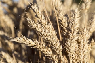 Detail of a ripe ear of rye