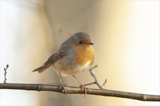 European Robin (Erithacus rubecula) on a twig