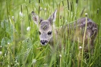 Young wild roe deer in grass, Capreolus capreolus. New born roe deer, wild spring nature