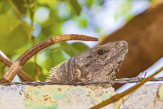 Mexican iguana lies on a wall under barbed wire fence in nature in Playa del Carmen Mexico