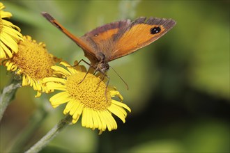 Gatekeeper or Hedge Brown, Pyronia tithonus, butterfly feeding on a Common Fleabane, Pulicaria