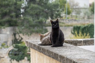 Two cats laying lazy on a balcony in Gravina, Southern Italy