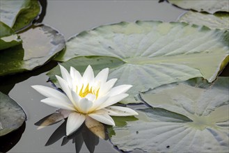 Water Lily at Riverside Park Gardens