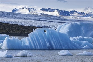 Fjellsarlon glacier lagoon, south coast, Iceland, Europe