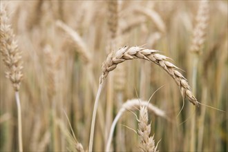 Golden ears of wheat on the field