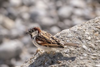 Sparrow sits on a stone wall