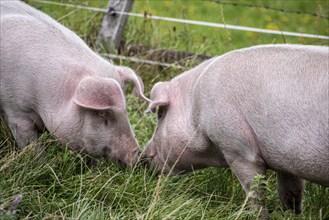 Two pigs having fun on a grass meadow in the Austrian Alps