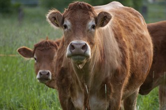 Two brown cows on a green meadow look attentively ahead, borken, westphalia, germany