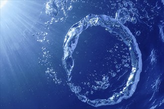 Underwater Bubble Ring Ascends towards the Sun