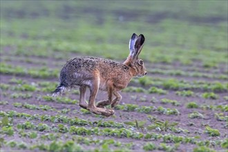 European Brown Hare (Lepus europeaus) running in field