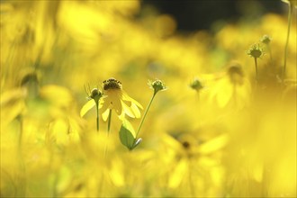 Cutleaf Coneflower, Rudbeckia laciniata in the garden