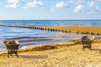 Cleaning the beach with wheelbarrow pitchfork Garden Rake Leaf Broom and a lot of very disgusting