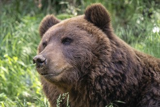 Kamchatka bear in the grass (Ursus arctos beringianus)