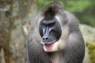 Portrait of Drill monkey, Mandrillus leucophaeus