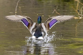 A graceful descent of a male mallard duck as it alights upon a serene pond, its vibrant plumage on