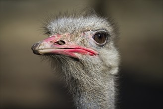 Portrait of a Greater Rhea, Rhea americana