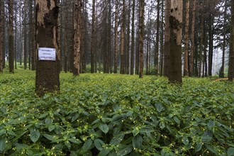 Bark beetle forest