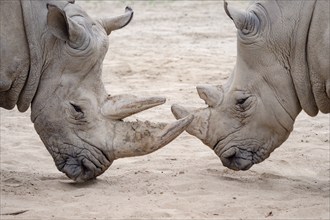 Southern white rhinoceros (Ceratotherium simum simum) . Critically endangered animal species