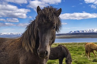 Horses at Hvitserkur, Iceland, Europe