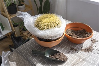 Repotting overgrown home plant large spiny cactus Echinocactus Gruzoni into new bigger pot. Caring