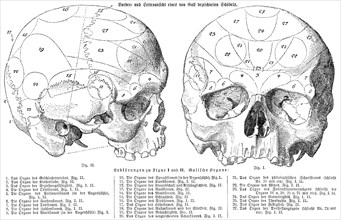 Human skull, anatomical illustration by Franz Joseph Gall, 1758 - 1828, a German physician and