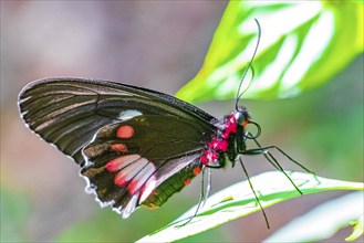 Red and black noble tropical butterfly on green nature background on big tropical island Ilha