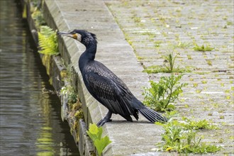 Black cormorant on the canal bank