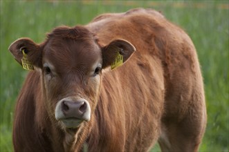 A young brown calf stands in the meadow and looks directly into the camera, borken, westphalia,