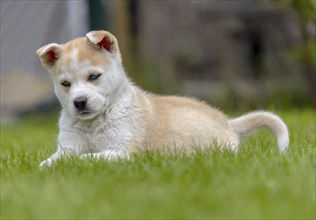 A Huskita puppy with a tan and white coat lies on a grassy lawn, looking contemplative. The serene