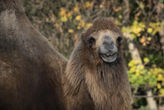 Bactrian camel (Camelus bactrianus) . Domesticated animal