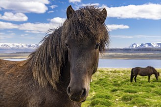 Horses at Hvitserkur, Iceland, Europe