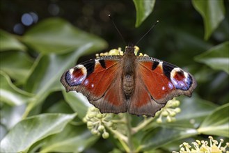 Peacock butterfly (Aglais io) on flower, St Abbs, Scottish Borders, Scotland, Great Britain