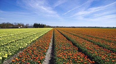 Field with blooming tulips in the netherlands