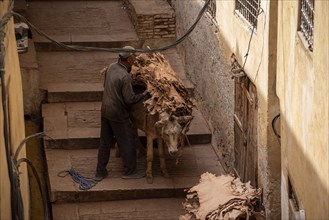 FES, MOROCCO, ARIL 10, 2023, A donkeys takes dried leather from a tannery in the medina of Fes,